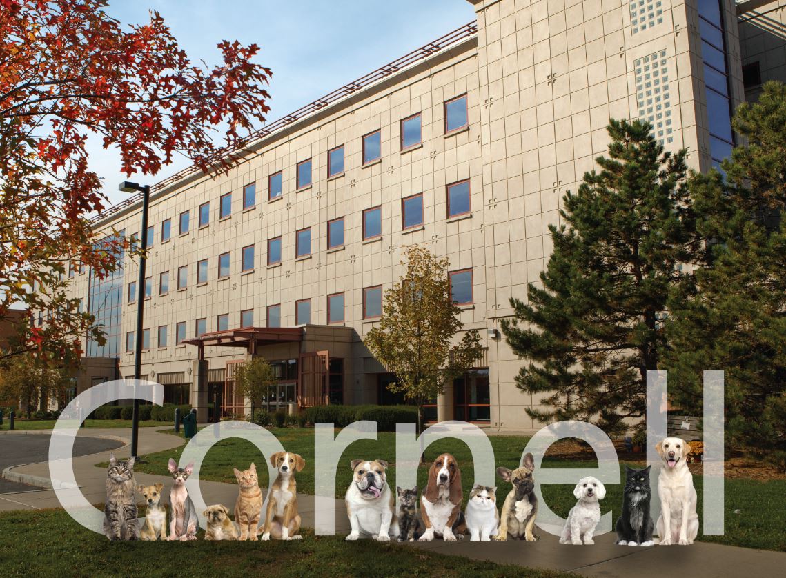 Reunion Cornell University College of Veterinary Medicine